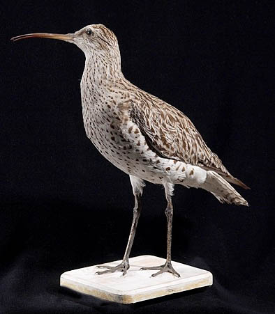 slenderbilledcurlew[1].JPG